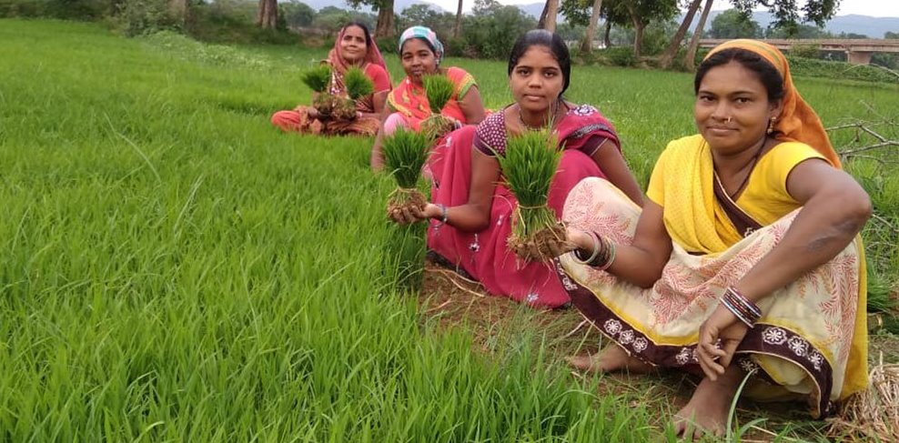 Livelihood from mushroom cultivation