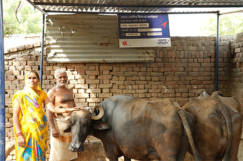 Cattle Health