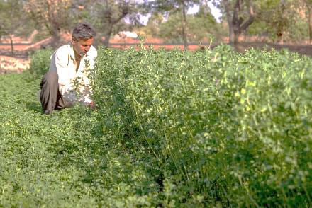 Outstanding Farmer